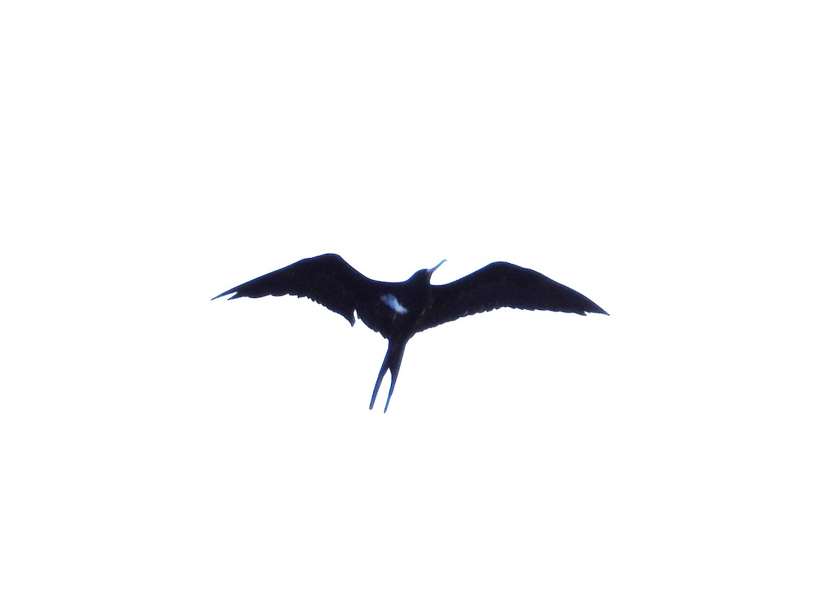 Lesser Frigatebird - ML614328324