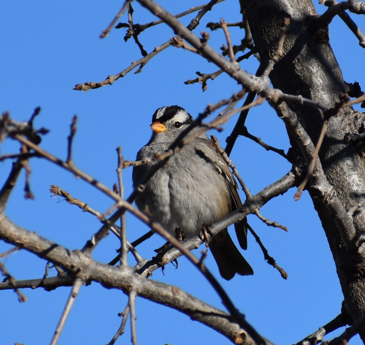 White-crowned Sparrow - ML614328437