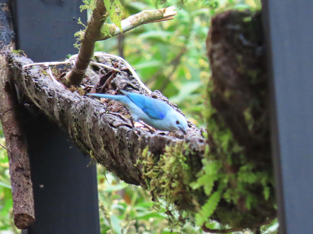 Blue-gray Tanager - ML614328453