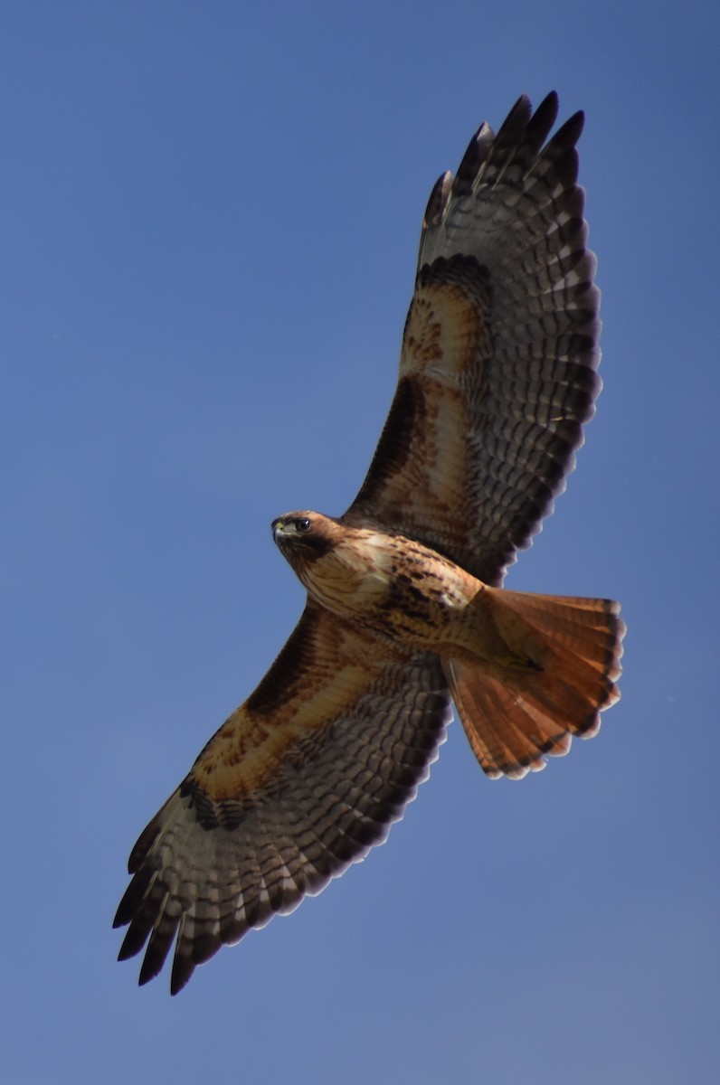Red-tailed Hawk - ML614328467