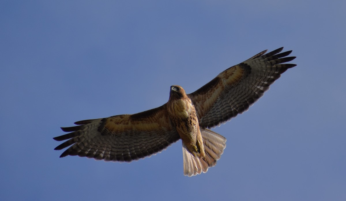 Red-tailed Hawk - ML614328468