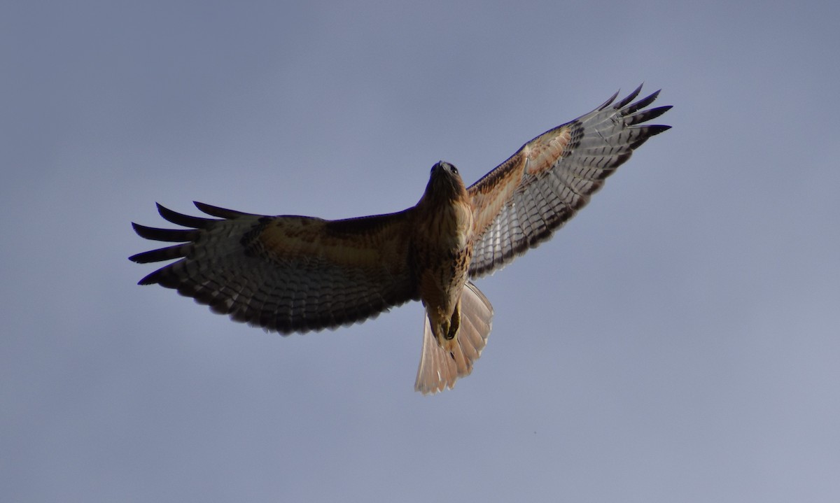 Red-tailed Hawk - ML614328469