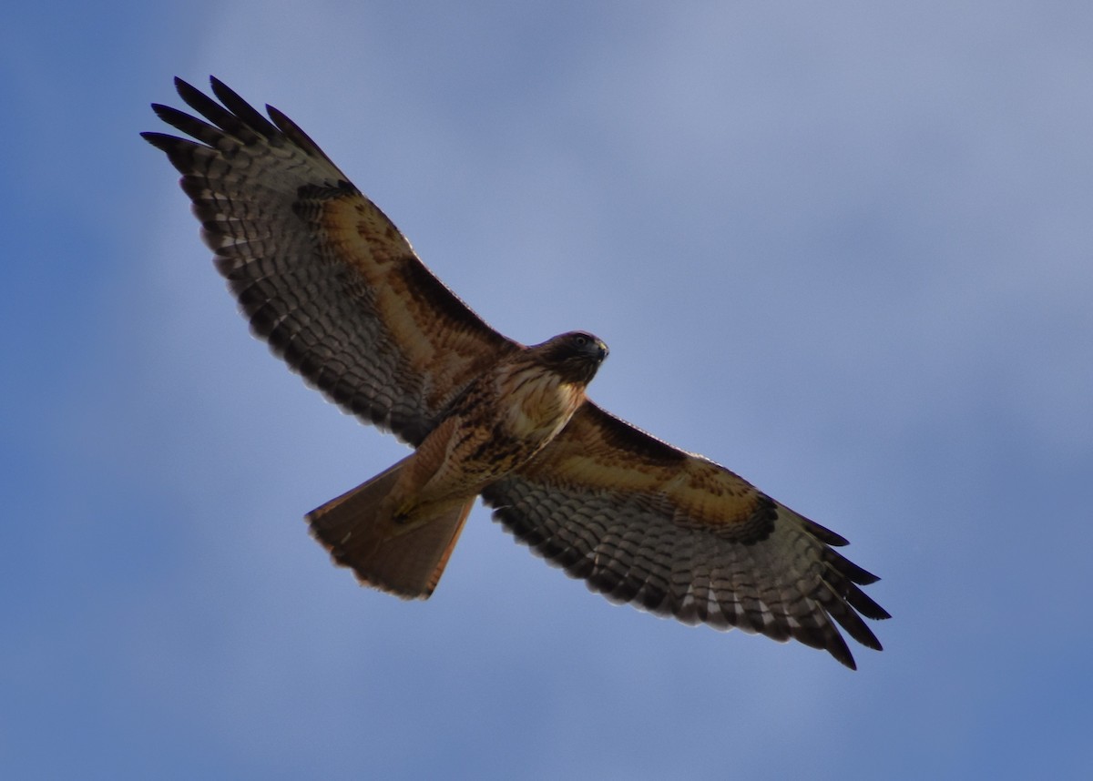 Red-tailed Hawk - ML614328471