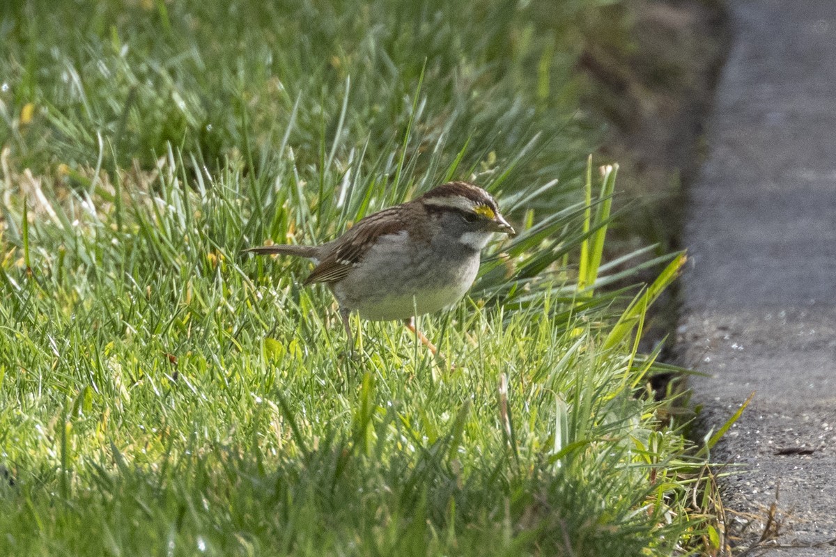 White-throated Sparrow - ML614328508