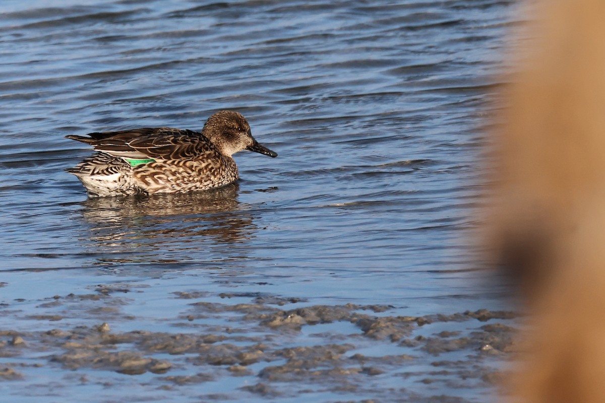 Green-winged Teal - ML614328673