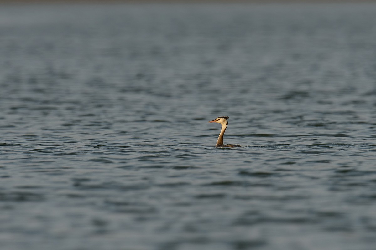 Great Crested Grebe - ML614328877