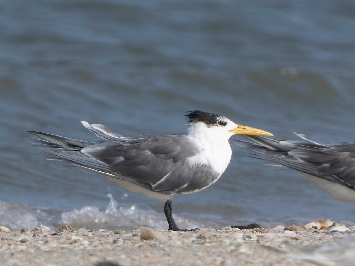 Great Crested Tern - ML614329024