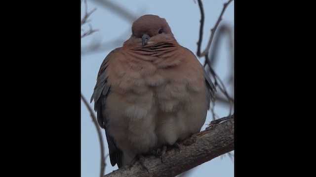 Laughing Dove - ML614329135