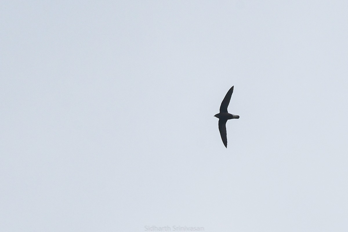Silver-backed Needletail - ML614329183