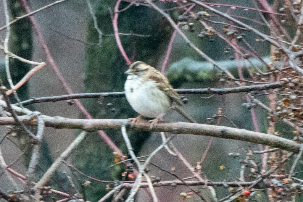 White-throated Sparrow - Declan O’Neil