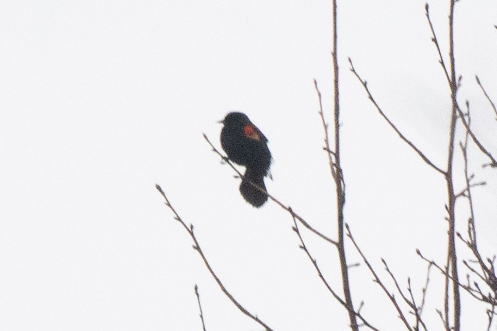 Red-winged Blackbird - ML614329191