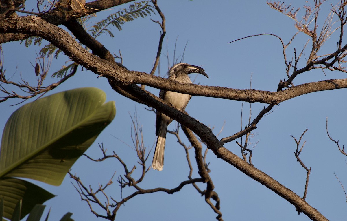 African Gray Hornbill - ML614329241