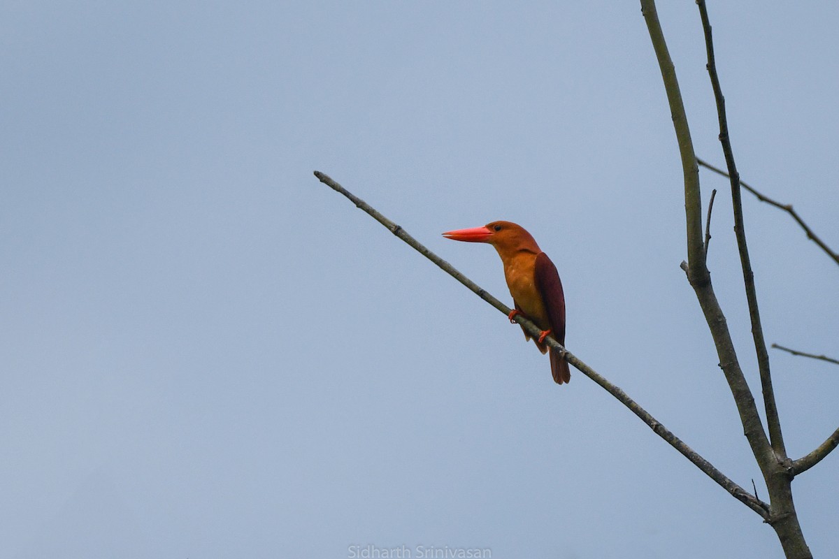 Ruddy Kingfisher - Sidharth Srinivasan