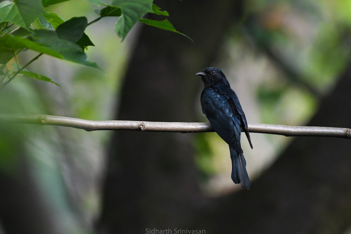Square-tailed Drongo-Cuckoo - Sidharth Srinivasan