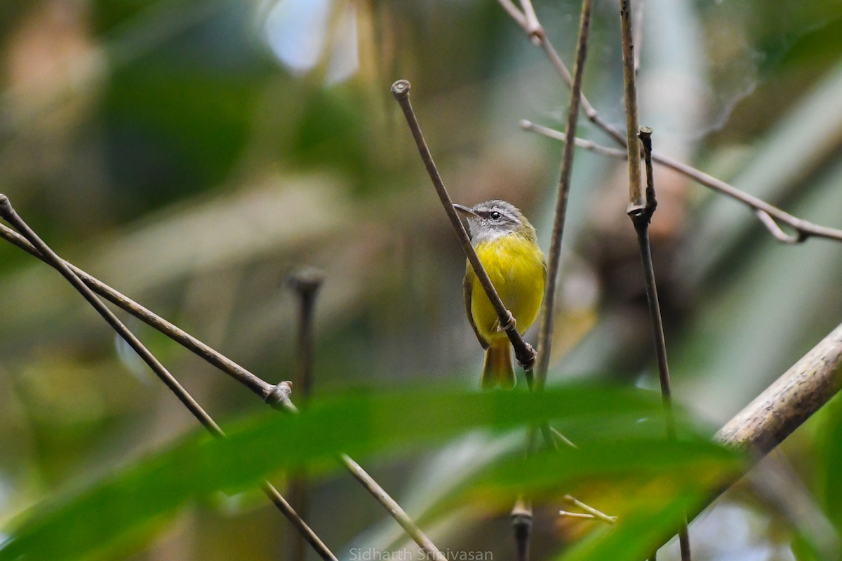Yellow-bellied Warbler - ML614329404