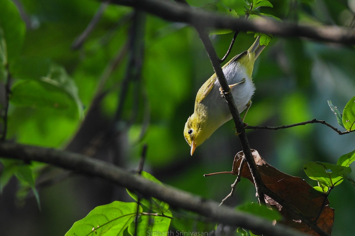 Yellow-vented Warbler - ML614329408