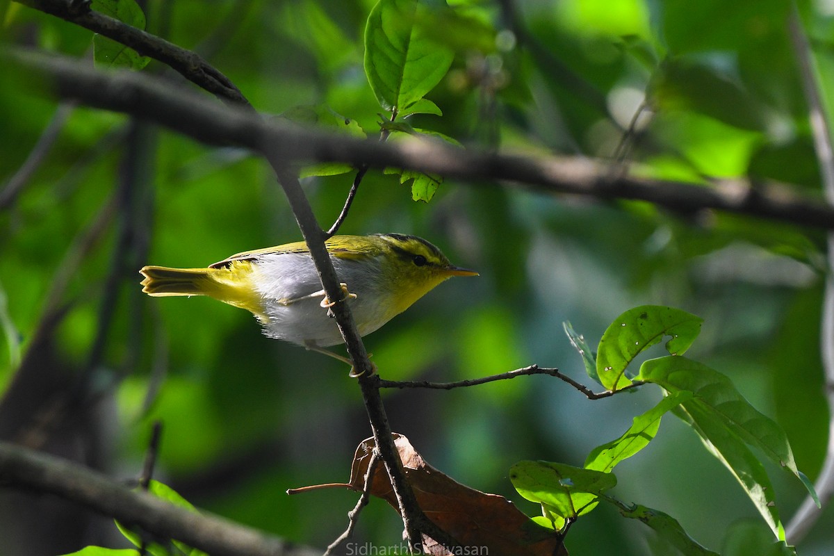 Yellow-vented Warbler - ML614329409