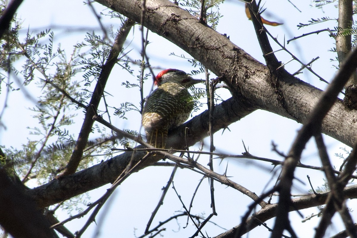 Golden-tailed Woodpecker - ML614329534