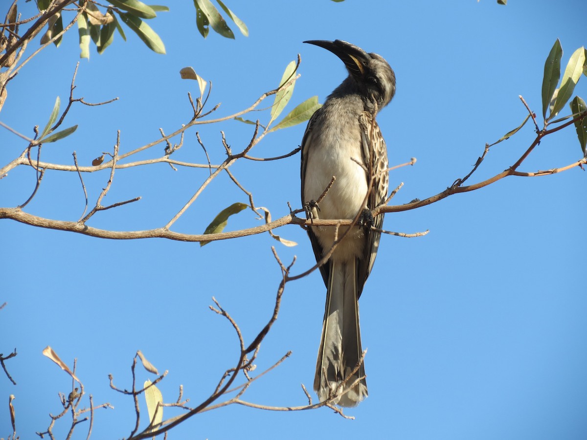 African Gray Hornbill - ML614329540