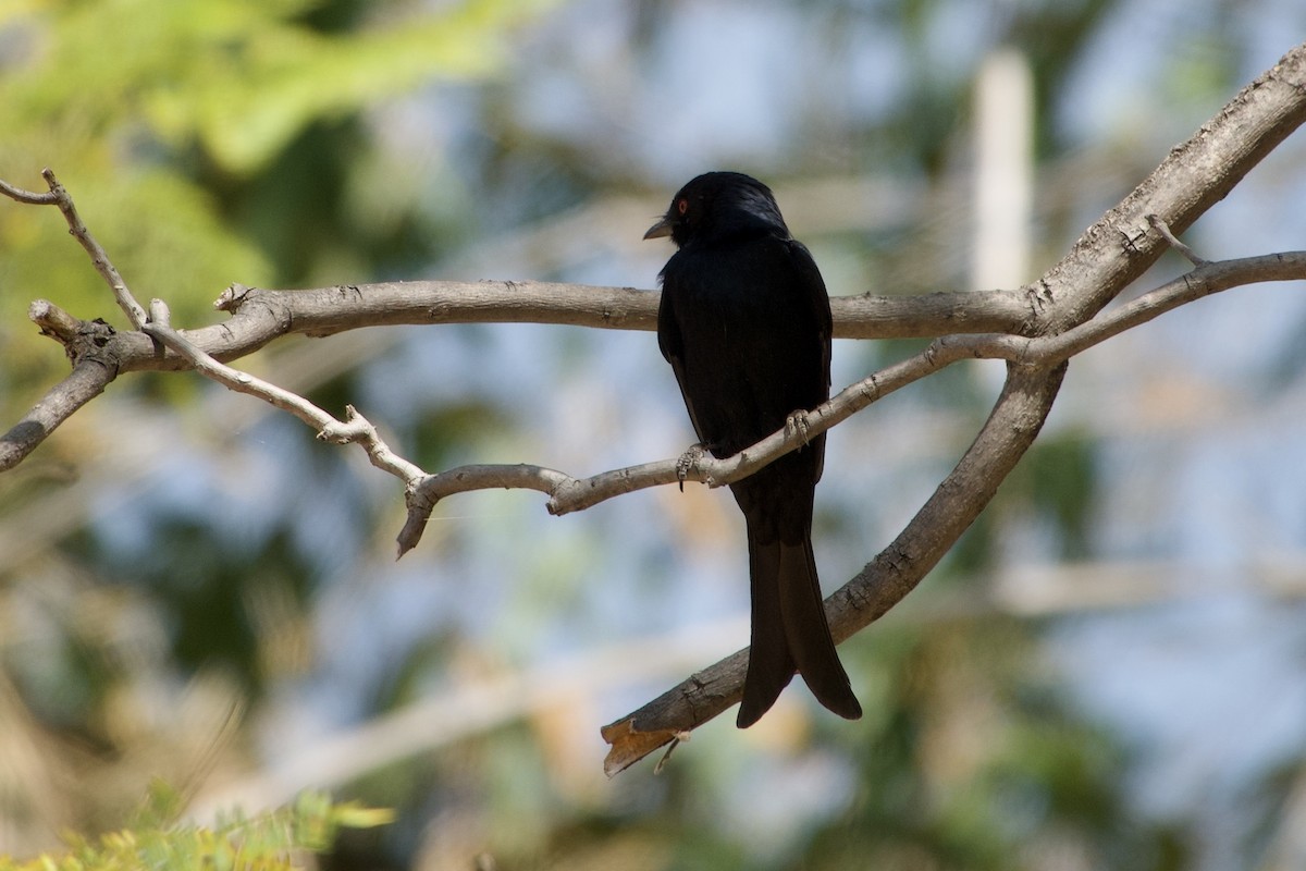 Fork-tailed Drongo - ML614329547