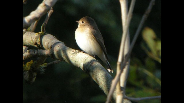 Red-breasted Flycatcher - ML614329588