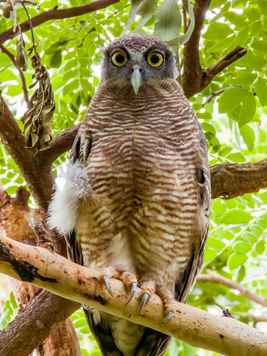 Rufous Owl - ML614329839