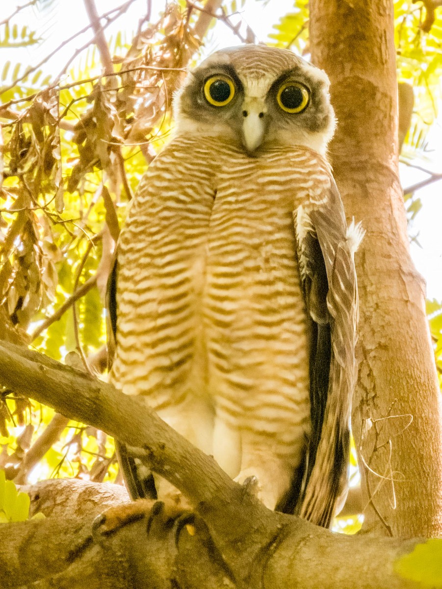 Rufous Owl - ML614329848