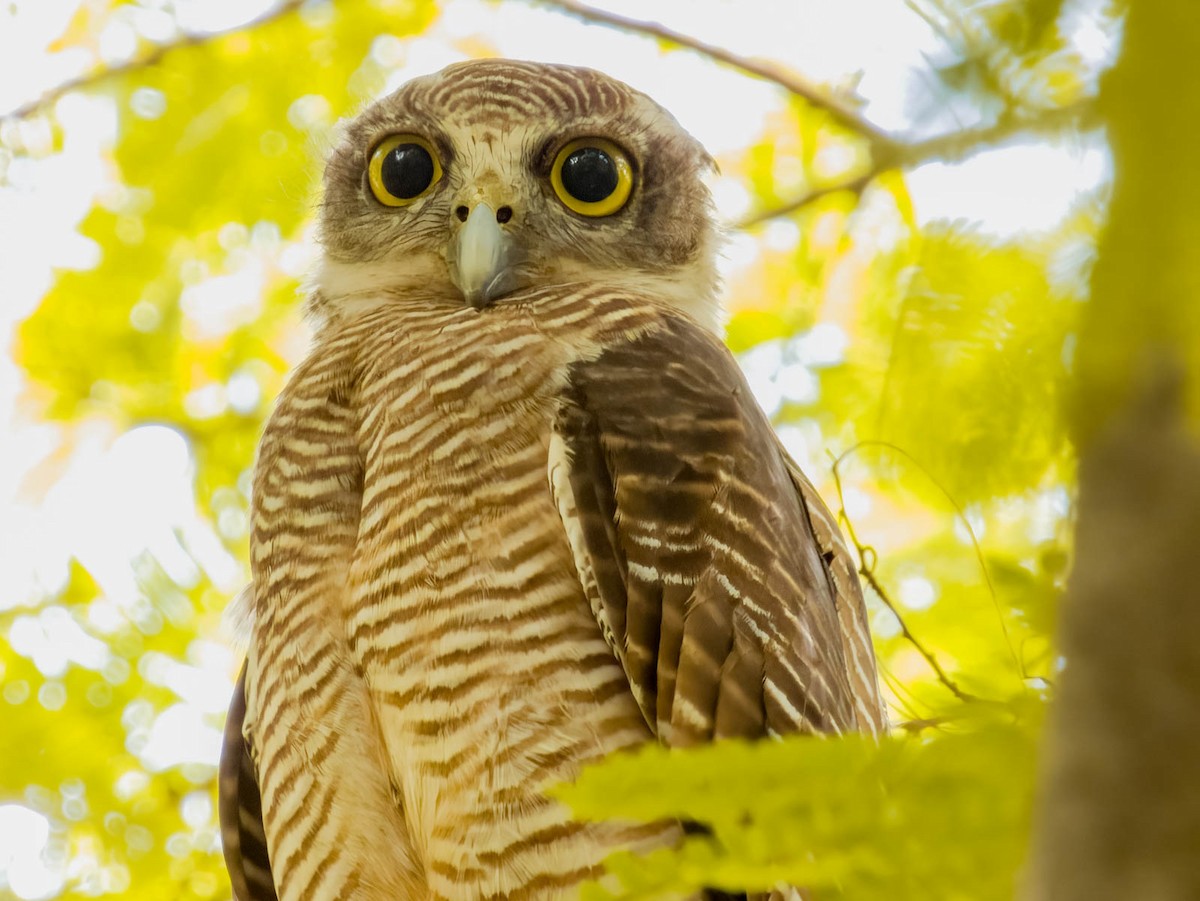 Rufous Owl - ML614329851