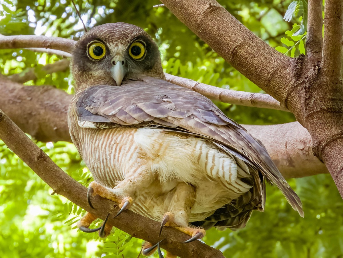 Rufous Owl - ML614329853
