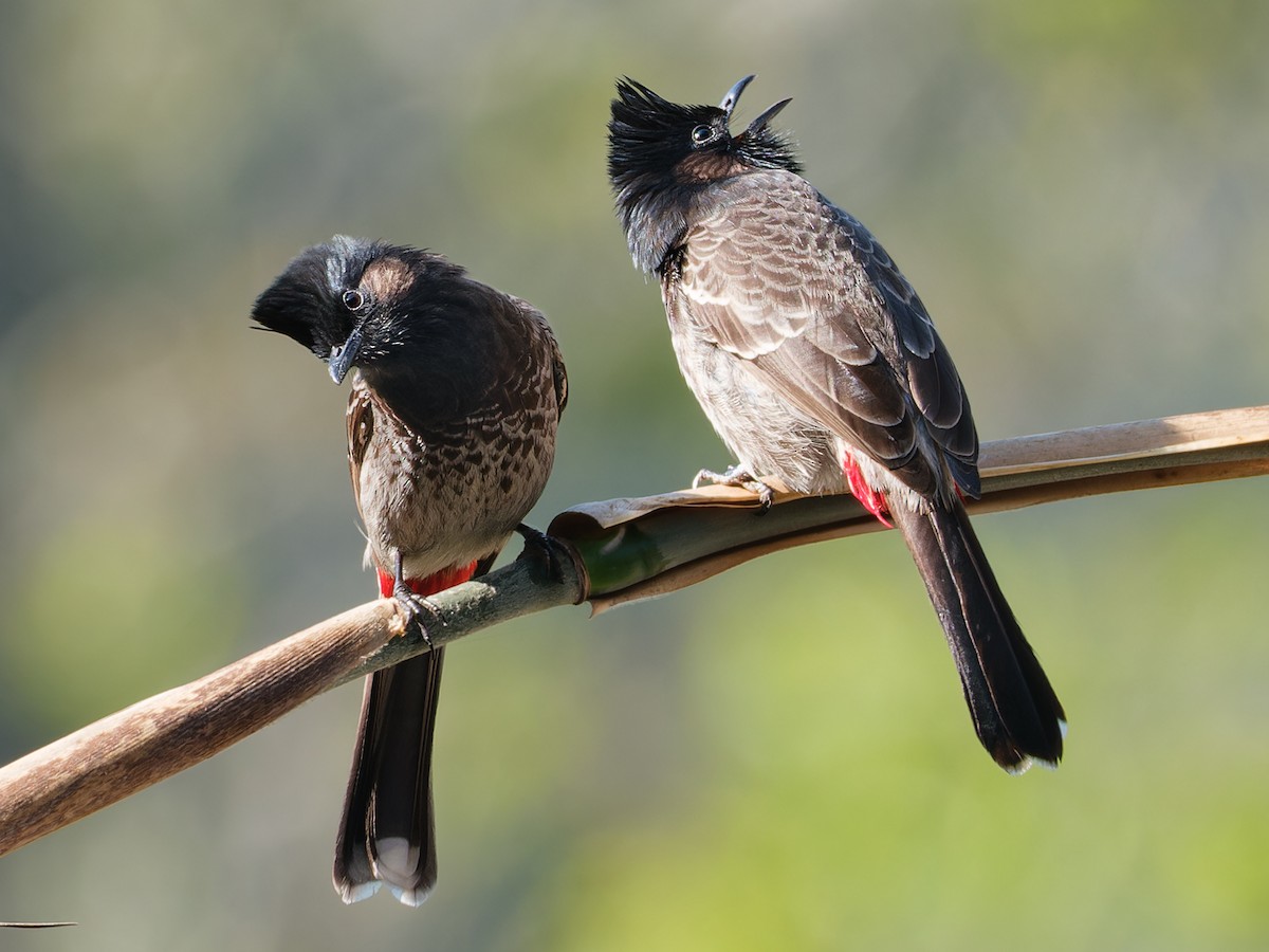Red-vented Bulbul - ML614330293