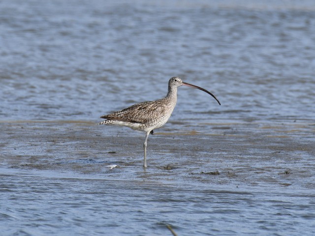 New Zealand Bird Atlas - Discover a new world of birding...