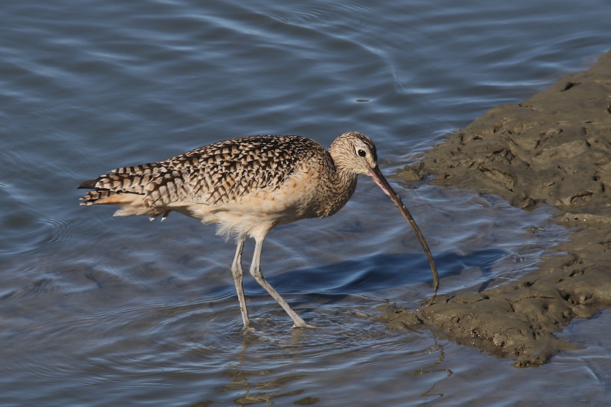 Long-billed Curlew - ML614330559