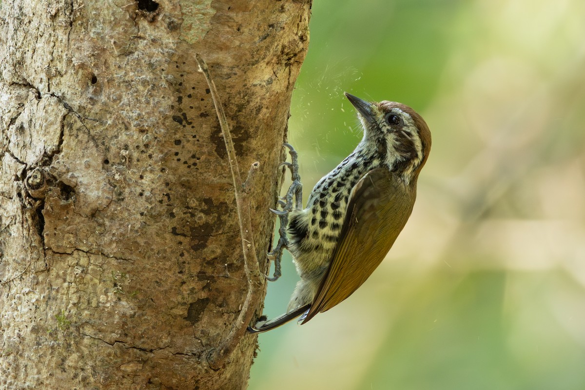 Speckled Piculet - Ian Mo