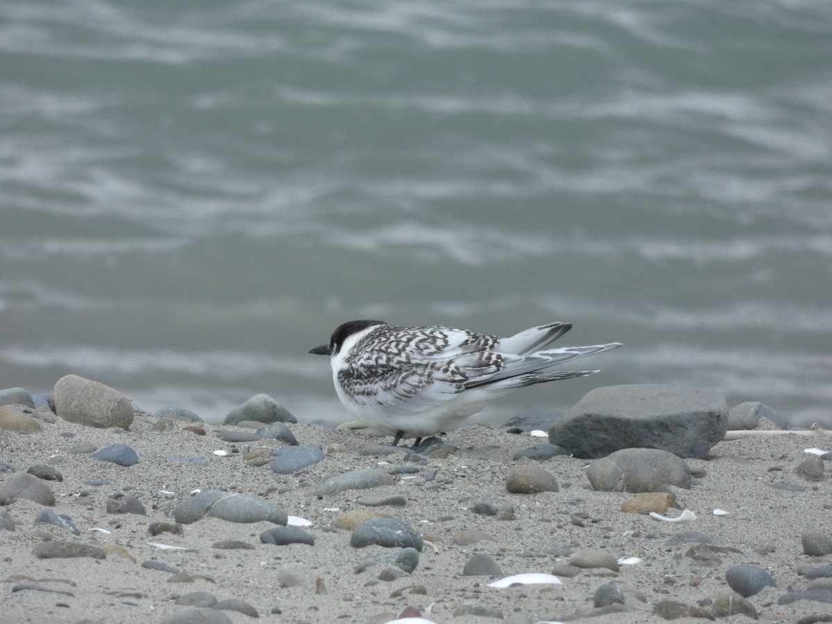 White-fronted Tern - ML614330768