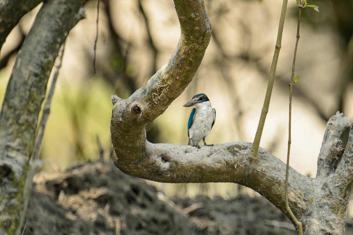 Collared Kingfisher - Sudhir Paul