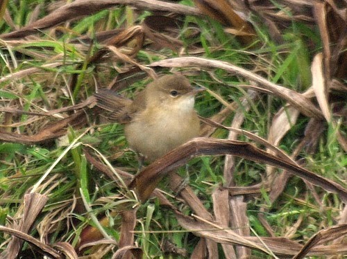 Common Reed Warbler (Common) - ML614331125