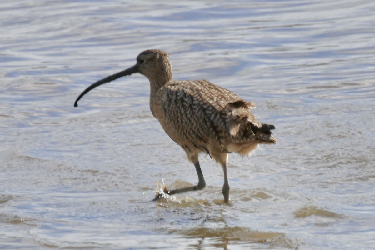 Long-billed Curlew - ML614331182