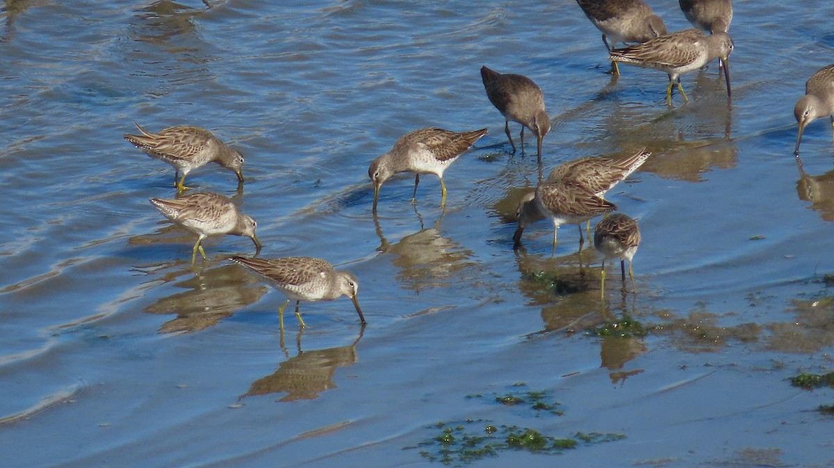 Long-billed Dowitcher - Petra Clayton