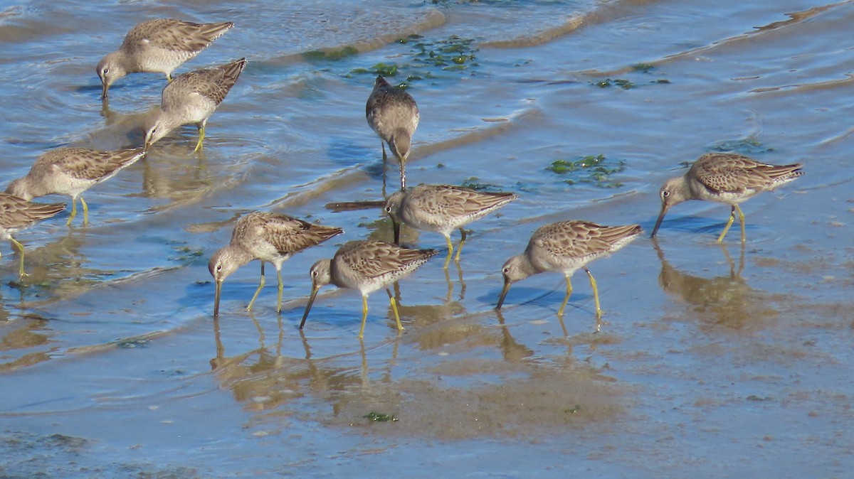 Long-billed Dowitcher - ML614331216