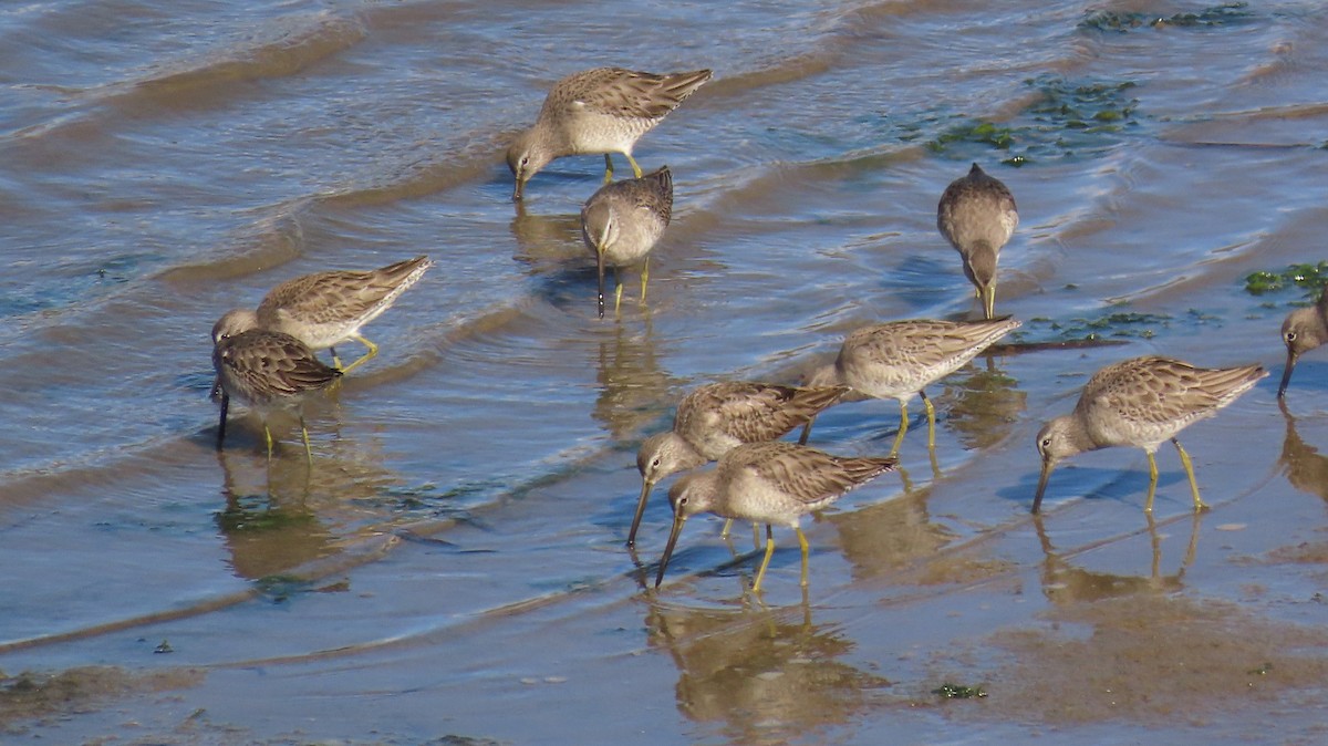 Long-billed Dowitcher - ML614331217