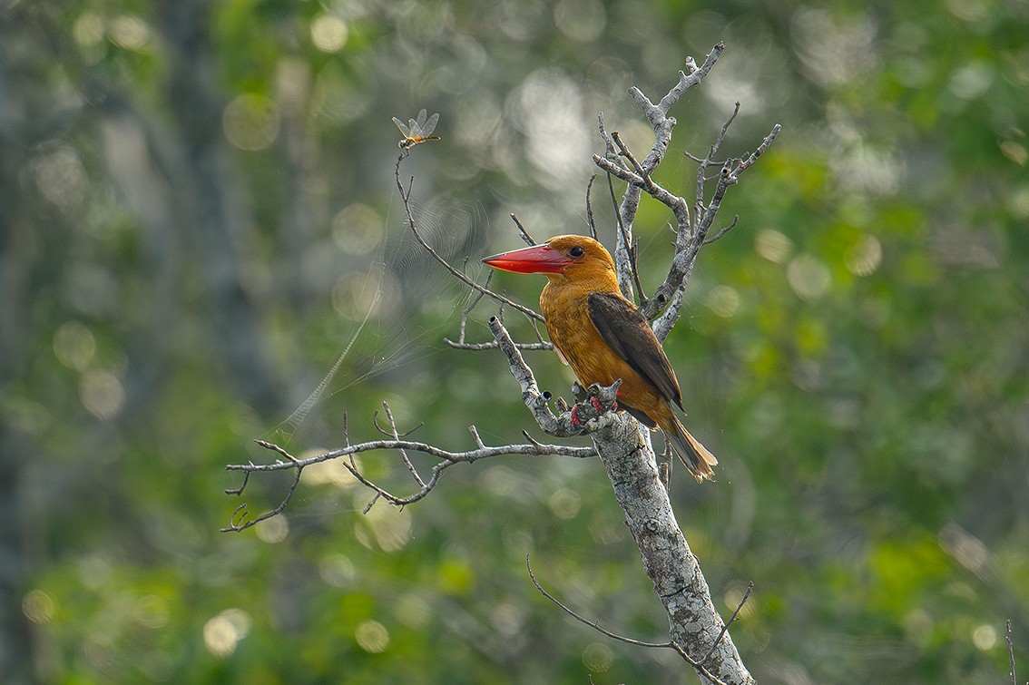 Brown-winged Kingfisher - Sudhir Paul