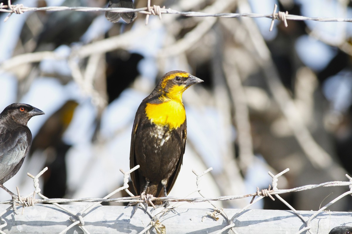 Yellow-headed Blackbird - ML614331607