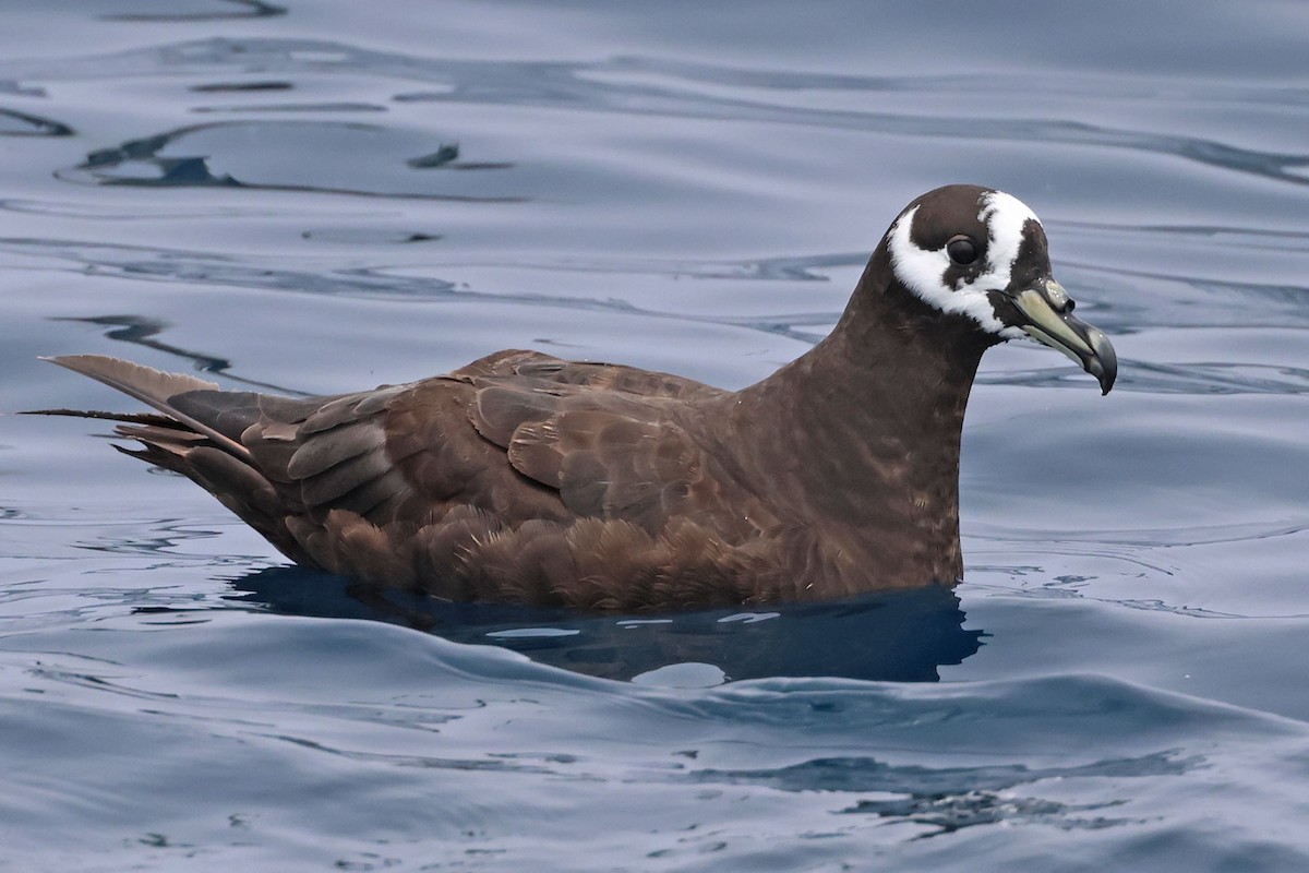 Spectacled Petrel - ML614331653