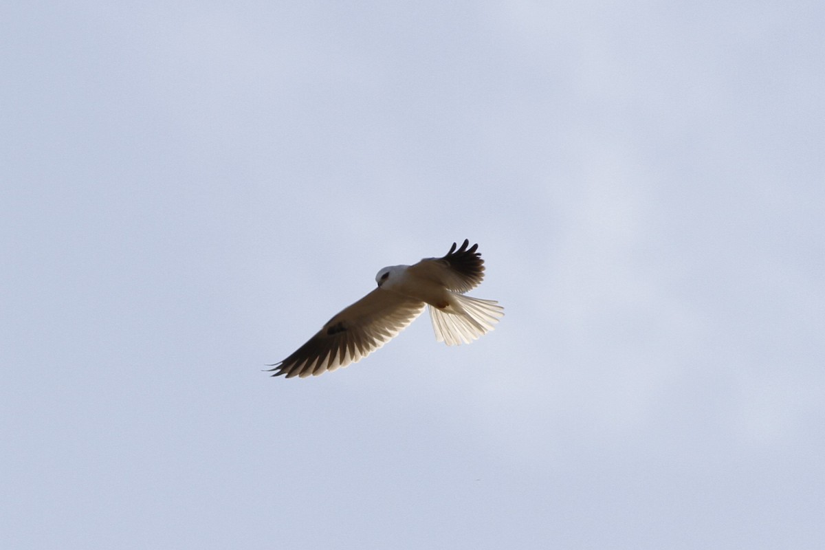 White-tailed Kite - ML614331764