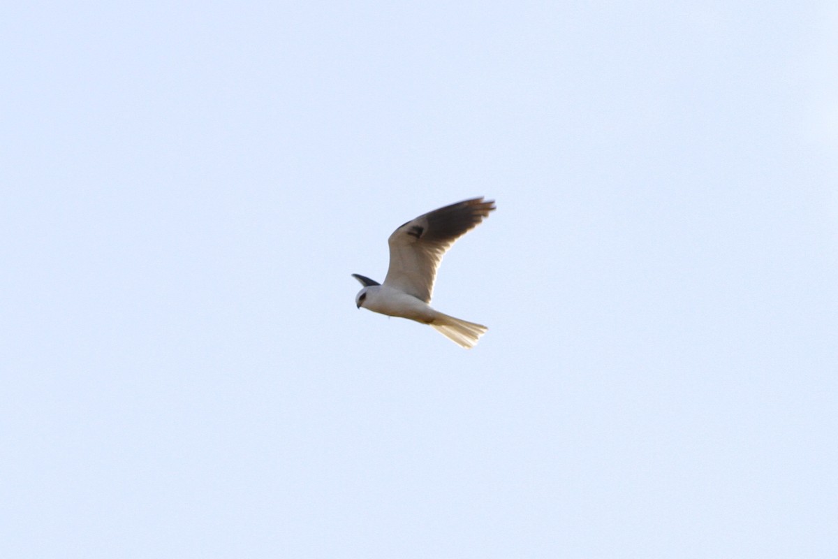 White-tailed Kite - ML614331765
