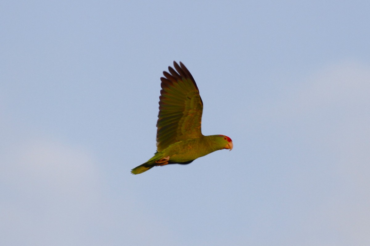 Red-crowned Parrot - ML614331925