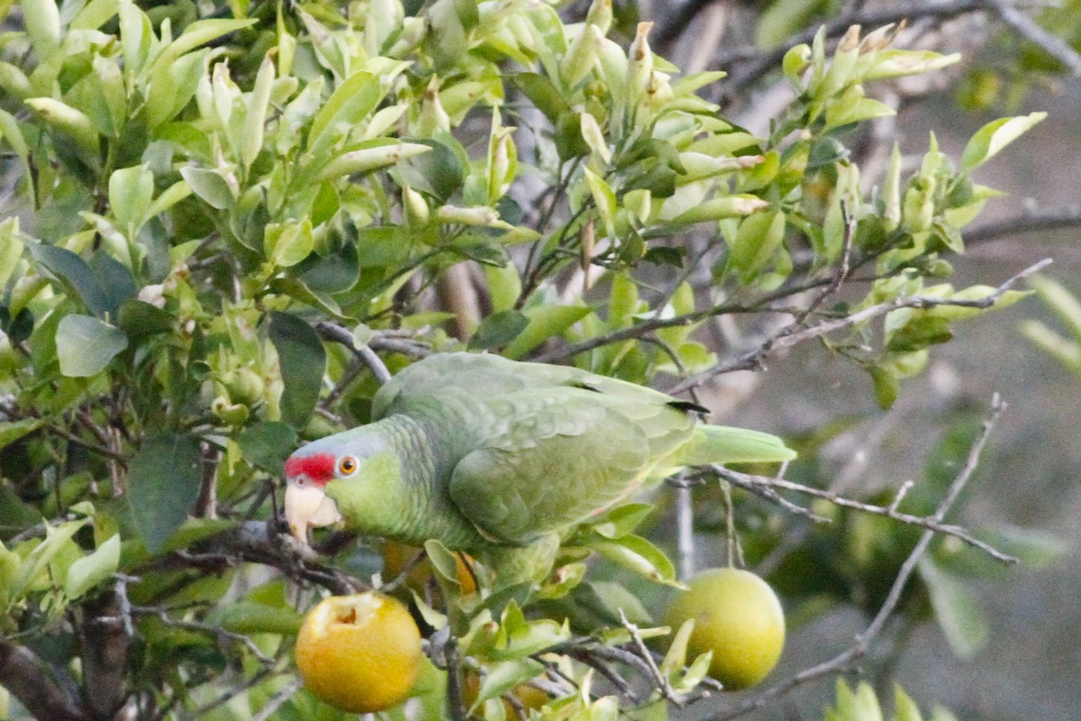 Red-crowned Parrot - ML614331927