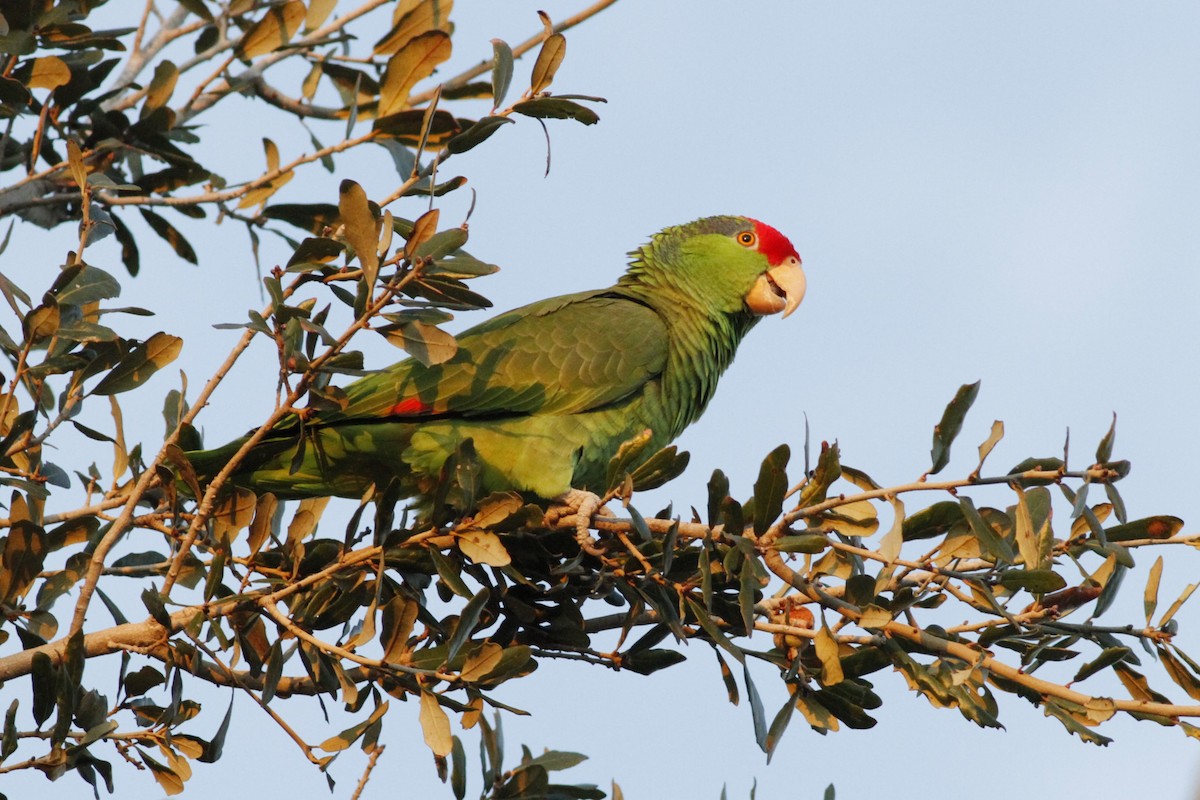 Red-crowned Parrot - ML614331929