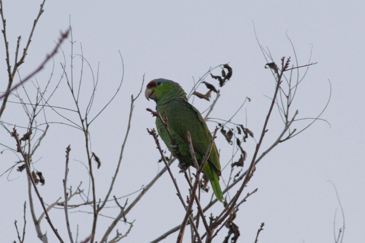 Lilac-crowned Parrot - ML614331933