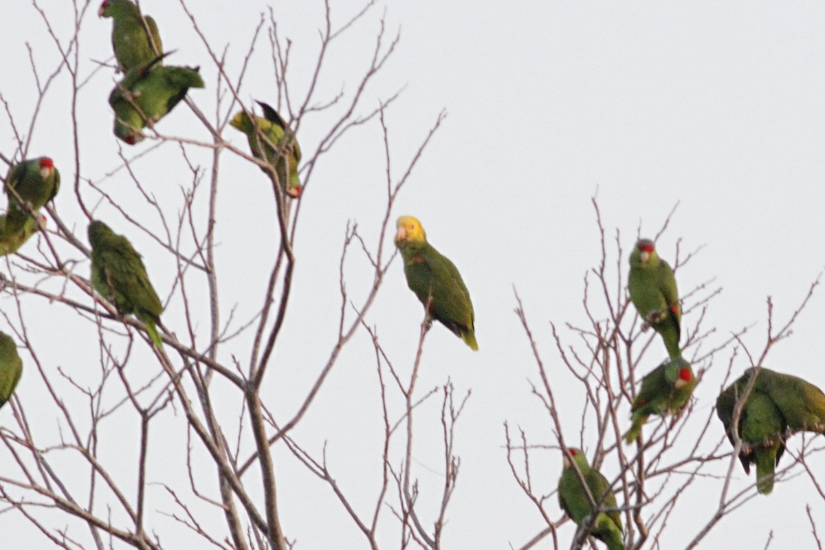 Yellow-headed Parrot - ML614331935